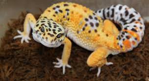 Leopard Gecko Genetic Morph Calculator Morphmarket