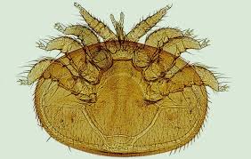 Check spelling or type a new query. Kokosol Gegen Wurmer Parasiten Beim Menschen Richtige Behandlung