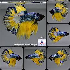 Live Betta Fish Fancy Blue Marble Mustard Gas Jn12 Male From Thailand Aquariumvissen