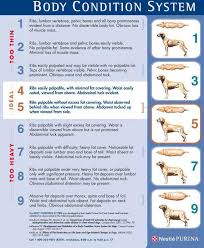 German Shepherd Feeding Chart Goldenacresdogs Com