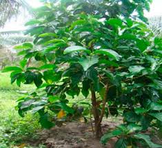 Image result for Morinda lucida