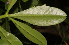 Image result for Talinum fruticosum