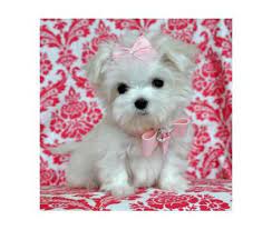 I will arrive to my new. Dogs For Sale In Woodbridge New Jersey Cute Animals Maltese Puppy Teacup Puppies Maltese