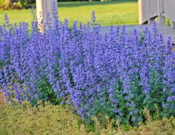 Garden » plants » full sun plants » full sun perennials: 43 Best Perennials Flowers For Full Sun Borders And Shade