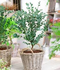 Außerdem recherchierten andere besucher folgende produkte, die ähnlich waren: Winterharter Eukalyptus Azura Immergrune Straucher Bei Baldur Garten