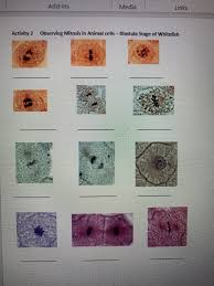 Maybe you would like to learn more about one of these? Bios 1705 At Home Worksheet Cell Division And Cancer 10 Points Name Below Are Pictures Of Cells Homeworklib