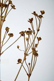 Image result for Caldesia