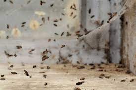 6 best pest control companies & exterminators (2021 edition). Various Ways Of Pest Control Mechanism By Om Pest Control Medium