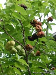 Check spelling or type a new query. Ungnadia Speciosa Mexican Buckeye Mountain States Wholesale Nursery