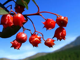 Image result for Pterocelastrus