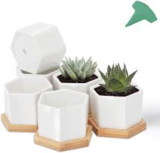 Succulent plant with small white flowers. Buy Growneer 12 Packs 2 76 Inches White Hexagonal Ceramic Succulent Plant Pots Succulent Planter With 15 Pcs Plant Labels Small Flower Pots With Bamboo Trays For Cactus Succulents Online In Turkey B088kkf8h1
