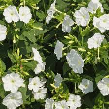 We did not find results for: Mirabilis Jalapa White Four O Clock Wildflower Seeds