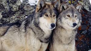 Wolf live wallpaper android apps on google play 1920×1080. Wolf Wallpapers 1920x1080 Wallpaper Cave