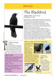 Black Bird With Orange Underneath Wings The Blackbird