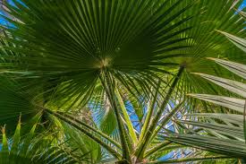 En revanche, la plante est restée populaire. Palmier Chanvre Trachycarpus Fortunei Entretien
