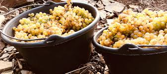 Erntedank Menu Koche Und Winzer An Der Terrassenmosel