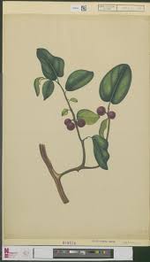 Image result for Ficus trichopoda