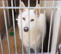 Rescued Urgent Founddog 12 23 14 Orange Ca Siberianhusky Spayed Female 1 5y White Orange County Shelter Id A1339361 714 935 6848 Angels For Animal Networ