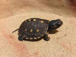 Your Daily Moment Of D Awww Baby Box Turtle Edition Sauropod Vertebra Picture Of The Week