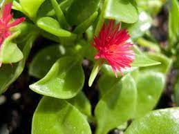 You can find vibrant red these bold succulents have fleshy, bright red leaves when they are fully matured. Aptenia Cordifolia Variegata