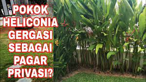Tetapi saat ini, merancang rumah rumah sederhana yang murah itu pun kesulitan. Cipta Ruang Privasi Dengan Pokok Heliconia Landskap Gardening Youtube
