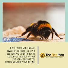 Put on some protective clothing and start pouring the soap and water mixture down the nest with a hose or a pipe. How To Get A Bee Out Of Your House Arxiusarquitectura