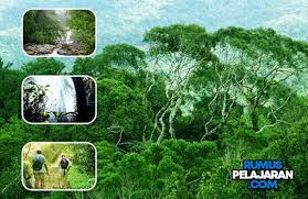 Pengertian Keanekaragaman Hayati Ciri Tingkat Manfaat Contoh Dan Pelestarian Rumuspelajaran Com