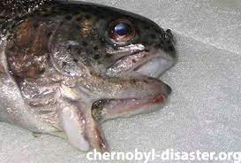 This applies to both animals and humans that suffered. 42 Chernobyl Pictures Ideas Chernobyl Chernobyl Reactor Chernobyl Disaster