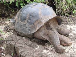 Origen de los juegos tradicionales. Conoce Los Animales De Galapagos