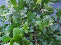 Get the best deal for cold evergreen bush & shrub seeds from the largest online selection at ebay.com. Evergreen Shrubs Phelan Gardens