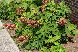 Image result for Hydrangea quercifolia