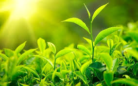 Plantation wallpapers, backgrounds, images— best plantation desktop wallpaper sort wallpapers. Plantation Wallpapers Wallpaper Cave