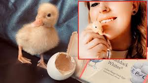 Nha sở quan (từ hán việt), nơi các quan làm việc. NgÆ°á»i Phá»¥ Ná»¯ áº¥p Vá»t Con Lam Thu CÆ°ng Tá»« Trá»©ng Mua Trong Sieu Thá» Vietnamnet