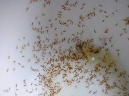 I killed the ones i saw and the trail of them. Teeny Tiny Ants Big Fat Ticks A Diary Of The Greek Crisis