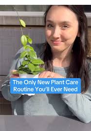 Essential New Plant Care Routine for Thriving Greenery