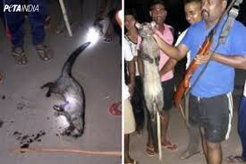 For faster navigation, this iframe is preloading the wikiwand page for civet cat. Peta India Pfa Seek Justice For Civet Cat Shot Beaten By Police In Rajnandgaon
