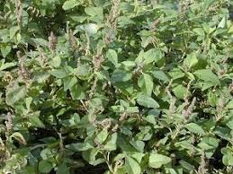 Image result for Amaranthus dubius