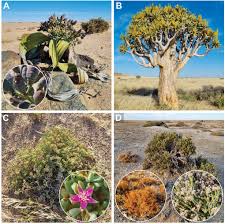 Image result for Arthraerua