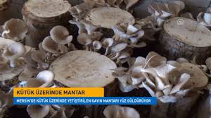 Kara mantar olarak da bilinen mukromikoz hastalığı meksika'da da ortaya çıktı. Kutuk Uzerinde Yetistirilen Mantar Yuz Gulduruyor Youtube