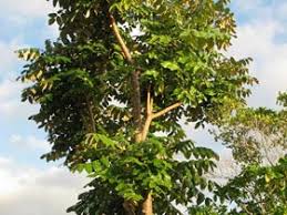 Image result for Polyscias kivuensis