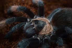 Image result for Emilia brachycephala