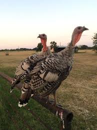 Guinea Fowl Birds That Look Like Turkeys Narragansett Turkeys 4 Months Old Mychicksheila On Backyardchickens Com Narragansett Turkey Turkey Breeds Turkey Bird