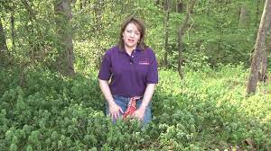 We did not find results for: Purple Deadnettle Henbit Control In Lawns Millie Davenport Youtube