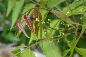For many years i avoided using neem oil for plants. Neem Oil How To Use And Make A Safe Pest Spray For Your Garden