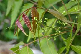It works by interrupting the reproductive cycle of insects. Neem Oil How To Use And Make A Safe Pest Spray For Your Garden