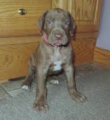 Great danes are the world's biggest lapdogs. Labrador Puppies For Sale In Michigan