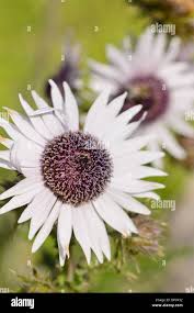 Image result for Berkheya spekeana
