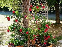 Fie ca este vorba de muscatele clasice, muscate curgatoare, muscate englezesti sau tiroleze, in serele fabricii de plante activitatea este intensa si florile la ghiveci se pregatesc pentru vanzare.sezonul de primavara se apropie, iar muscatele noastre sunt ingrijite astfel incat in luna martie sa aiba cele mai frumoase flori. Flori CÄƒÅ£ÄƒrÄƒtoare Care Cresc Repede Pentru O GrÄƒdinÄƒ SpectaculoasÄƒ Epoch Times Romania