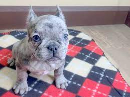 This page provides a listing of indiana french bulldog breeders. French Bulldog Dog Female Merle 2478555 Petland Carmel In