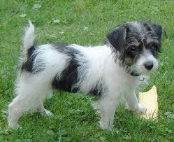 Http Www Dogbreedinfo Com Images16 Jackapoolexy3monthsold Jpg Jack Russell Terrier Puppies Jack Russell Dogs Jack Russell